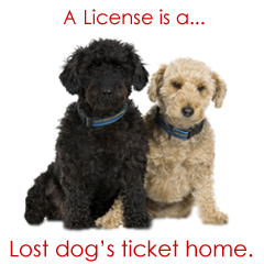 Dog license